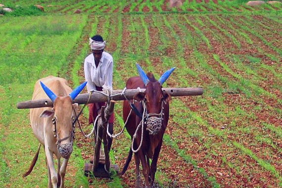SpA_Indian_Agriculture